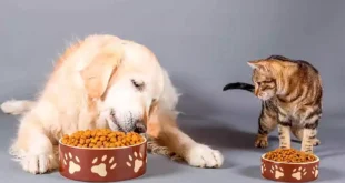 alimento mascotas
