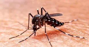 Campaña contra el Dengue, Zika y Chikungunya