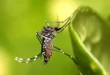 Dengue mosquito Aedes_aegypti