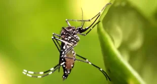 Temen reingreso del Dengue en la provincia