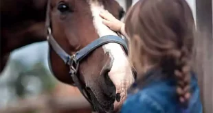 El virus de la encefalomielitis afecta tanto a equinos como a humanos,