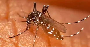 Chikungunya, la epidemia oculta