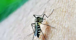 Dengue en la provincia