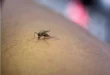 Dengue: Nutrición para fortalecer las defensas
