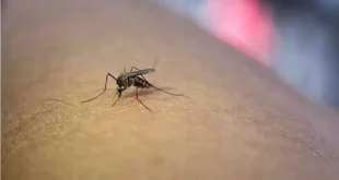 Dengue: Nutrición para fortalecer las defensas