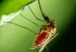 Prevención del dengue: una lucha contra un enemigo milenario