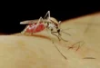 mosquitos Aedes albifasciatus