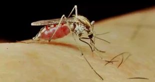 mosquitos Aedes albifasciatus