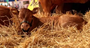 29 millones de bovinos vacunados por aftosa